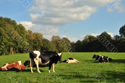 Cows in farmland