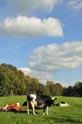 Cows in landscape