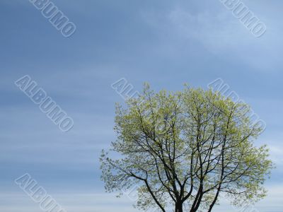 green tree and blue sky