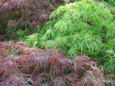 green and red tree leaves
