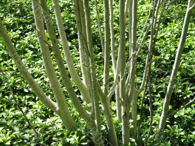 green tree trunk