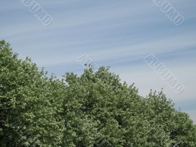 green tree and blue sky