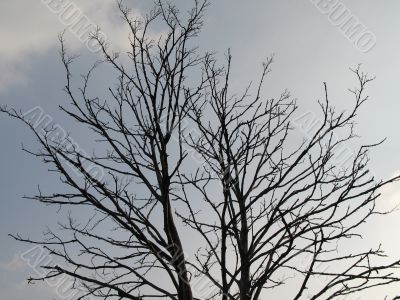 black tree in the winter time