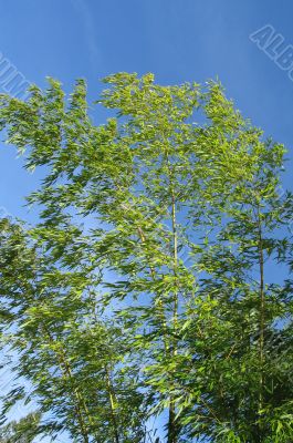 green bamboo and blue sky