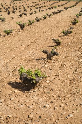 wine plant