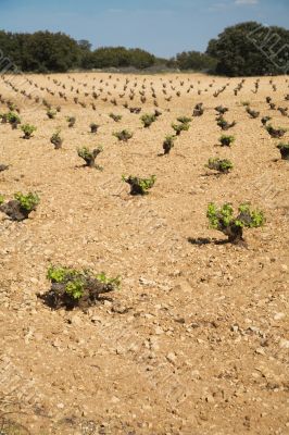 wine plant field