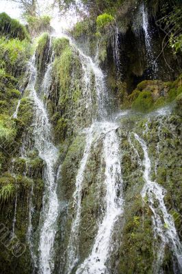 water and plants