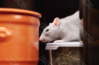 rat in kitchen