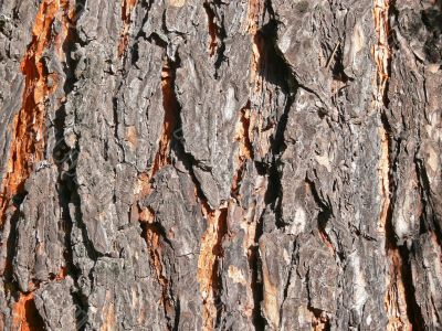 Pine bark close-up