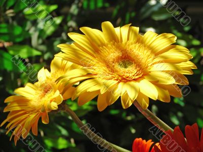 Yellow Gerber Flower