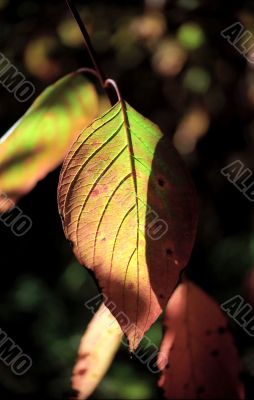 Leaf in sunlight
