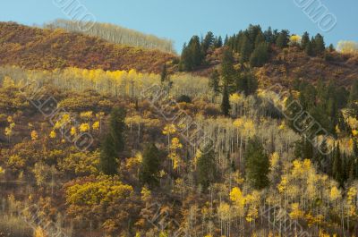 Colorful Aspen Pines