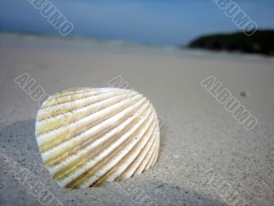 Ocean shell