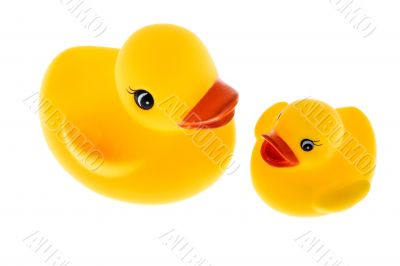 rubber duck