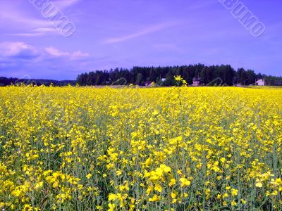 Field of yellow flowers