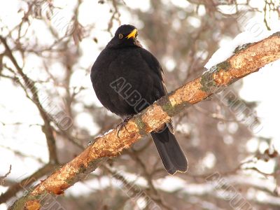 Black Bird