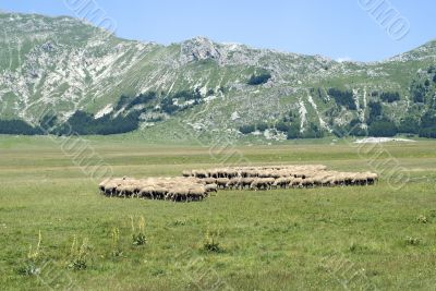 Sheeps at Campo Imperatore