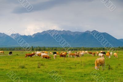 Cows in mountains