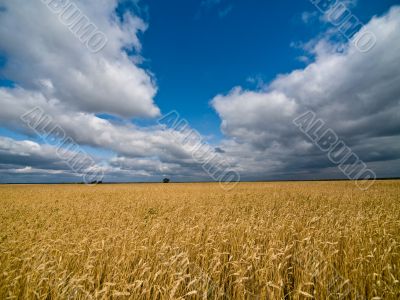 Big rye field