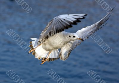 Seagull