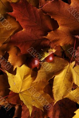 Leaves and chestnuts. Texture