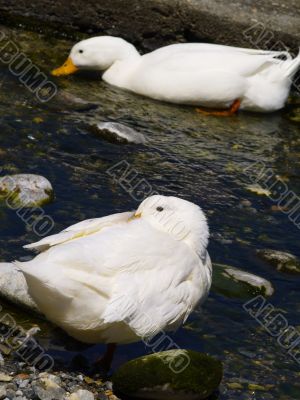 white ducks
