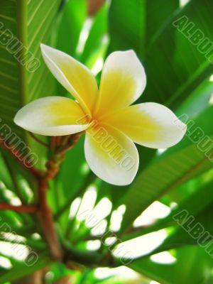 Plumeria blossom