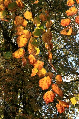 Autumn Leaves