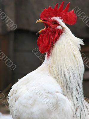 white cock head