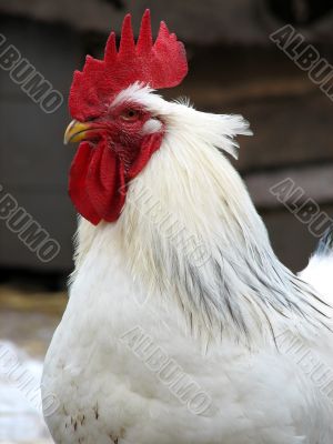 white cock head