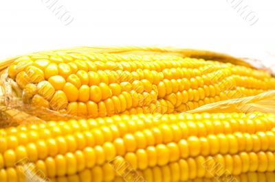 Freshly harvested corn