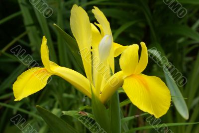 Yellow Water Iris