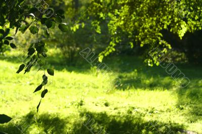 green forest background / spring or summer day