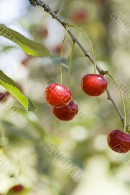 big sweet and juicily cherries on a Tree