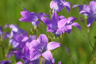 Wild Bluebells