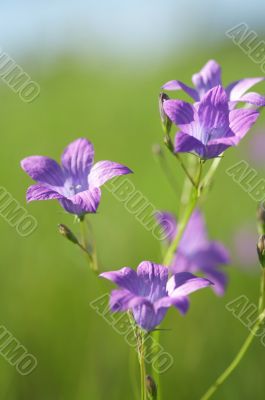 Wild Bluebells