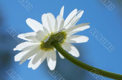 Blue sky daisy