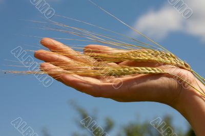 Rye ears in hand