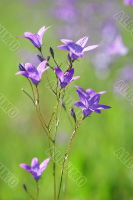 Bluebells