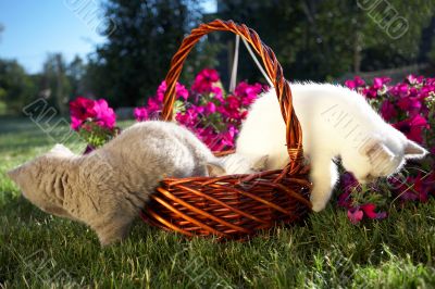 Three kittens in a basket