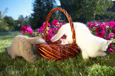 Three kittens in a basket