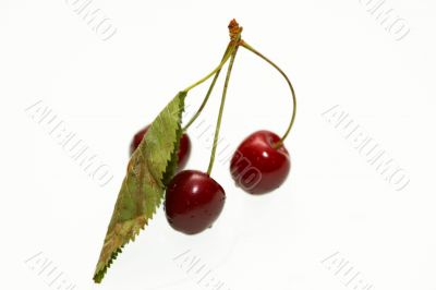 sweet cherry