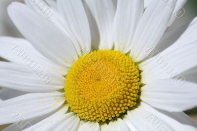 Sunny daisy