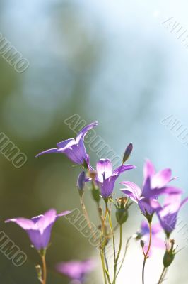 Wild Bluebells