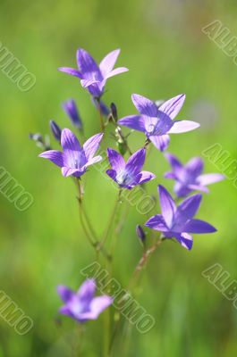 Bluebells