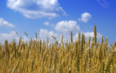 wheat and sky