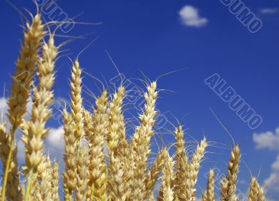 wheat and sky