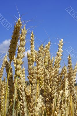 wheat and sky