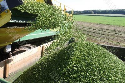 Harvesting pies