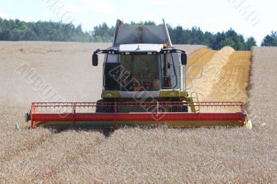 Machine harvesting the corn field